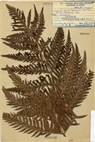 藏品(臺灣狗脊蕨)的圖片